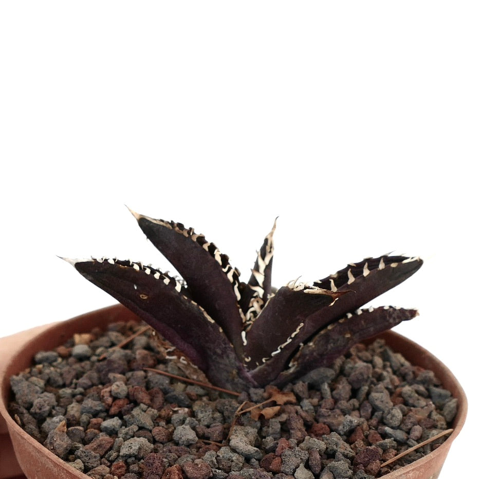 Agave titanota cv DARK KNIGHT succulent with dark purple leaves and white spiny edges in pot