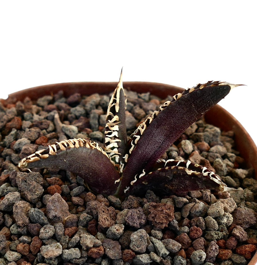 Agave titanota cv DARK KNIGHT succulent with dark purple leaves and white spiny edges in pot