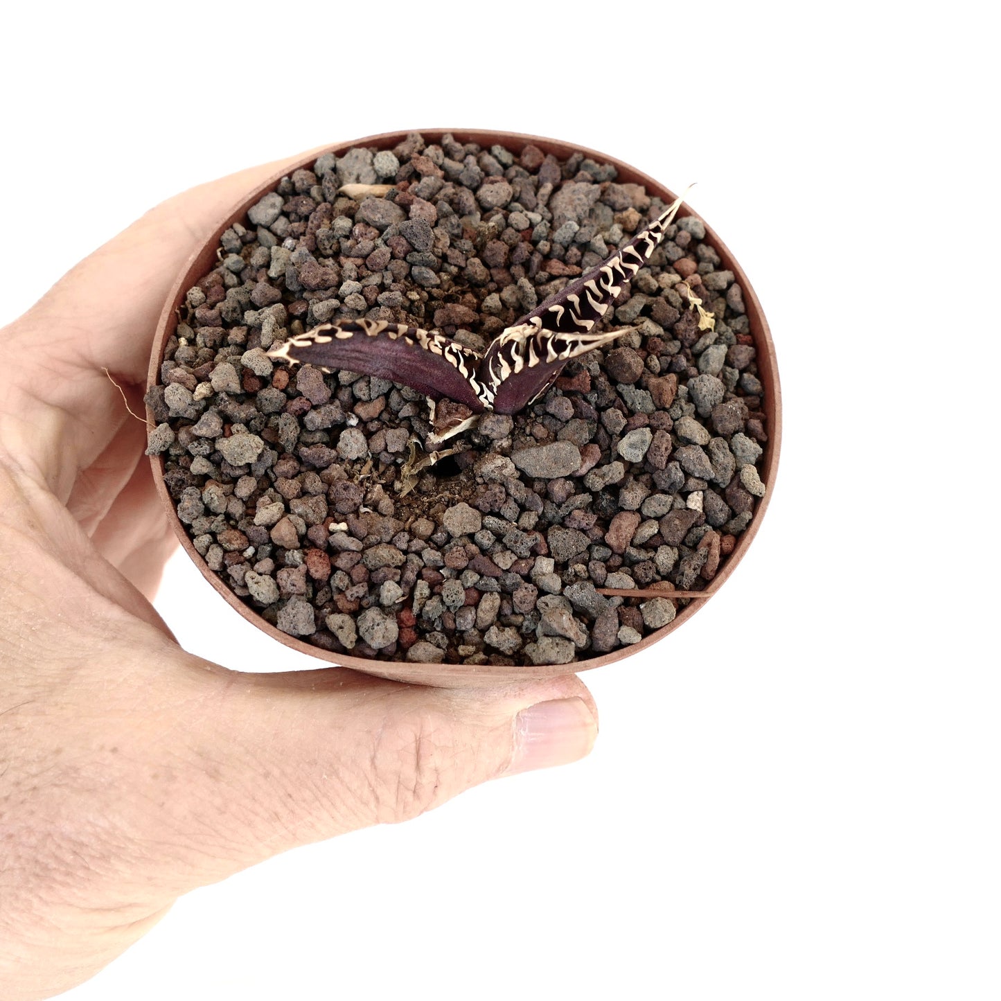 Agave titanota cv DARK KNIGHT small dark purple succulent with white spines in pot