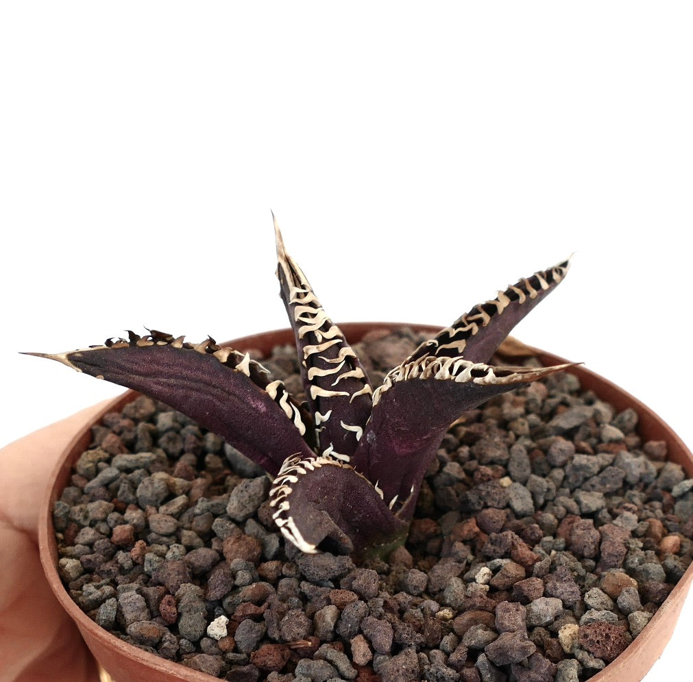 アガベ・タイタノタ cv ダークナイト 多肉植物 ダークパープルの葉と白いトゲが特徴の鉢植え