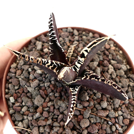 Agave titanota cv DARK KNIGHT succulent with dark purple leaves and contrasting white spines in pot