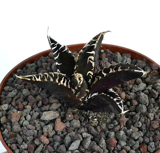 Agave titanota cv DARK KNIGHT succulent with dark leaves and prominent white spines in pot