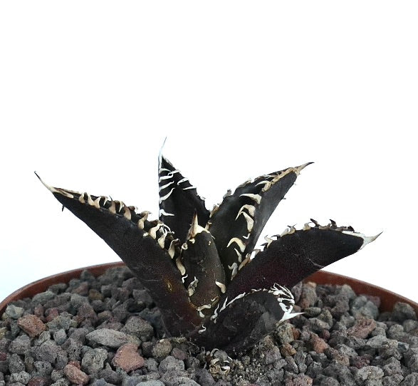 Agave titanota cv DARK KNIGHT succulent with dark leaves and prominent white spines in pot