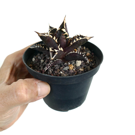 Agave titanota cv DARK KNIGHT small succulent with dark leaves and prominent white spines in pot