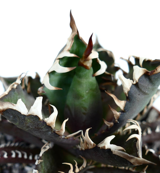 Agave titanota cv DARK KNIGHT succulent with dark leaves and prominent white spines close-up