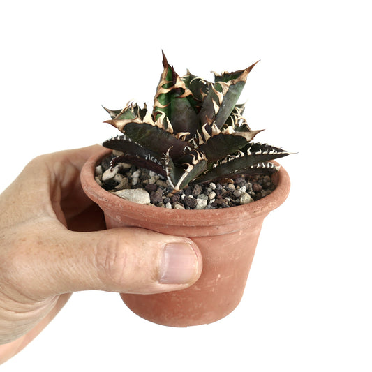 Agave titanota cv DARK KNIGHT succulent with dark leaves and prominent white spines in small pot