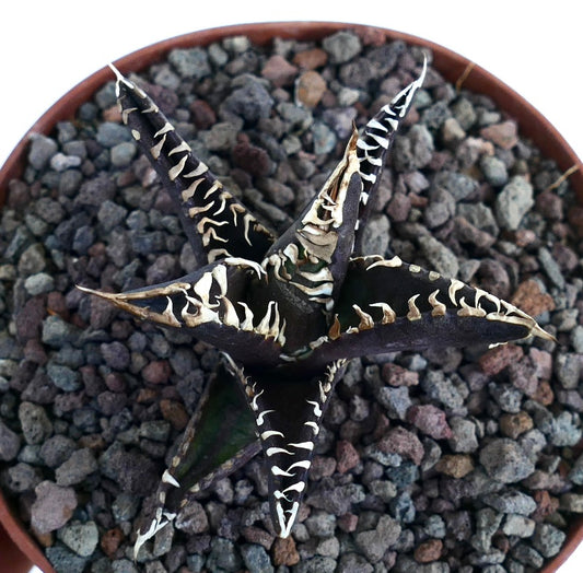 Agave titanota cv DARK KNIGHT succulent with dark leaves and prominent white spines in pot