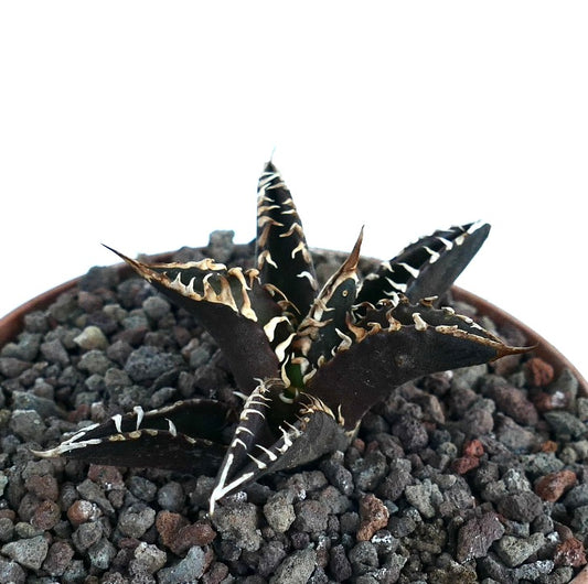 Agave titanota cv DARK KNIGHT succulent with dark leaves and prominent white spines in rocky soil