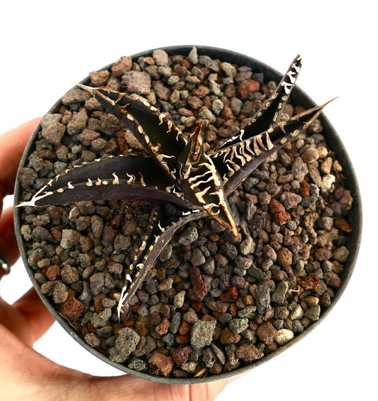 Agave titanota cv DARK KNIGHT succulent with dark purple leaves and cream-colored spines in pot