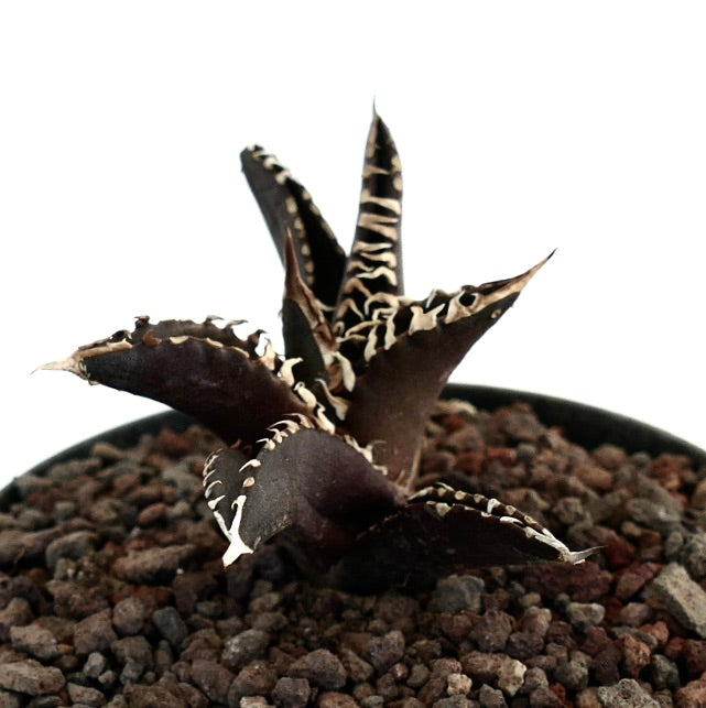 アガベ・タイタノタ cv DARK KNIGHT 多肉植物 ダークリーフと白いトゲの縁取り 鉢植え