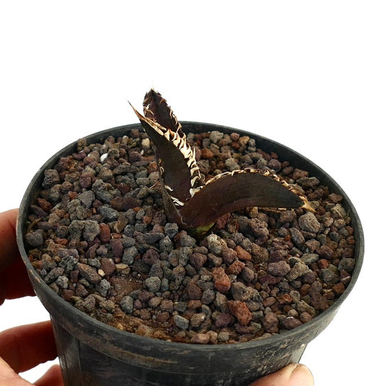 Agave titanota cv DARK KNIGHT small dark succulent with white spines in black pot