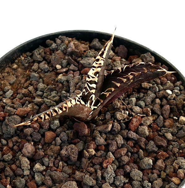 アガベ・タイタノータ cv DARK KNIGHT 鋭い白いとげと質感のある葉を持つダークな多肉植物