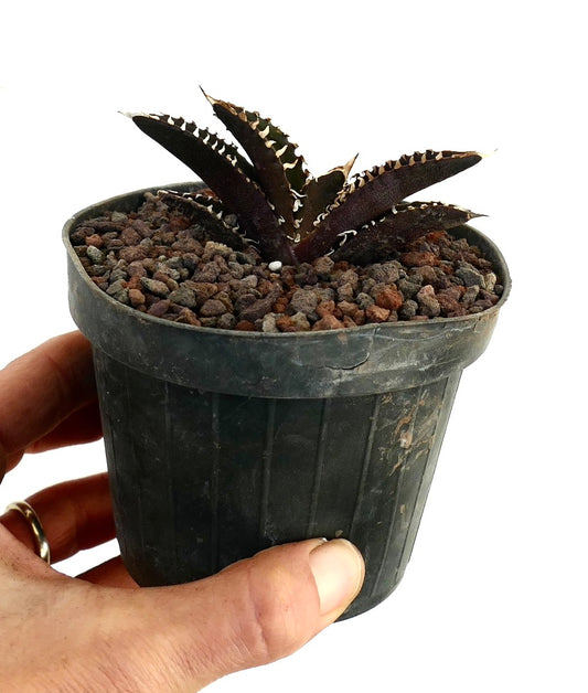 Agave titanota cv DARK KNIGHT small dark succulent with white spines in black pot