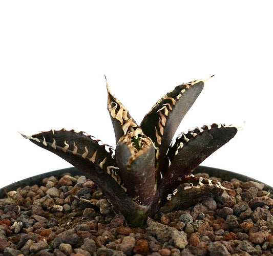Agave titanota cv DARK KNIGHT succulent with dark leaves and prominent cream-colored spines in rocky soil