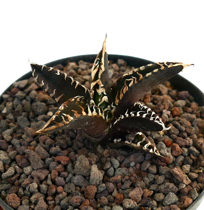 Agave titanota cv DARK KNIGHT succulent with dark leaves and prominent white spines in rocky soil