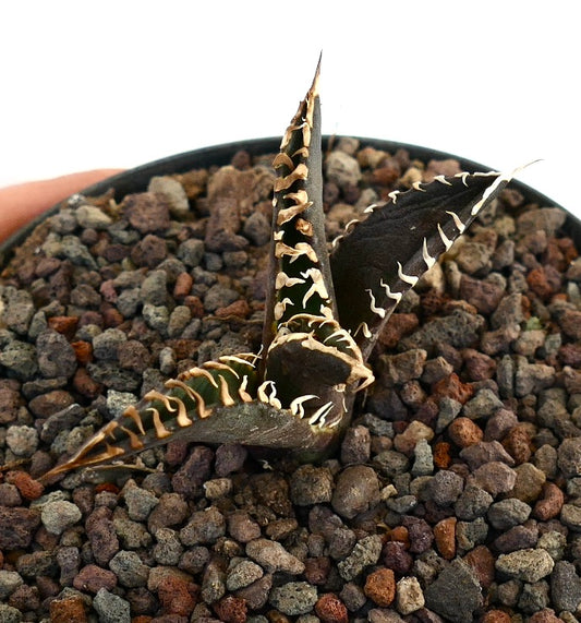 Agave titanota cv DARK KNIGHT succulent with dark leaves and prominent white spines in rocky soil