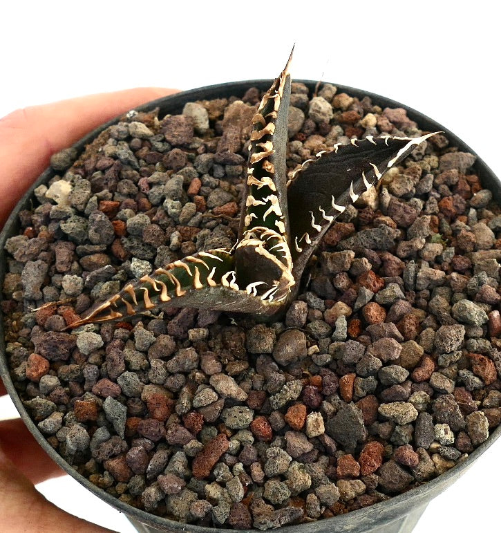 Agave titanota cv DARK KNIGHT succulent with dark leaves and prominent white spines in pot