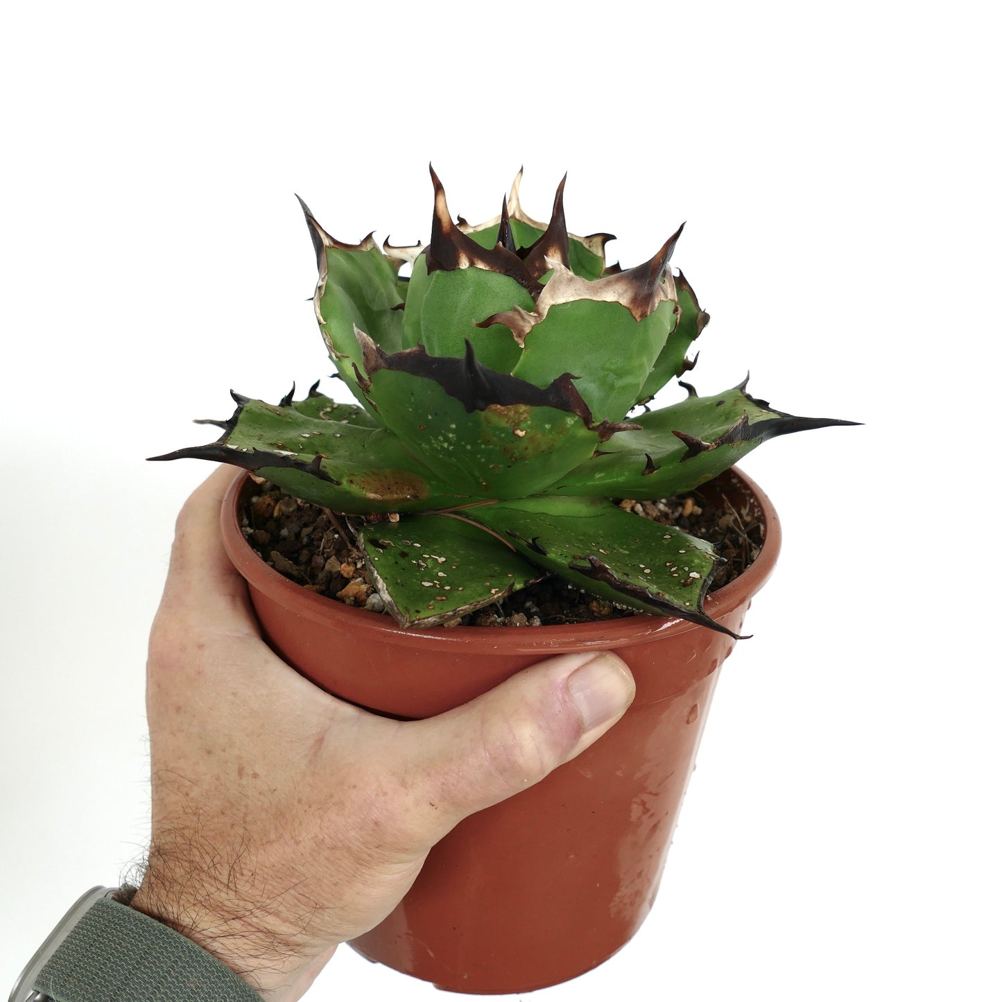 Agave titanota cv FORESTA NERA MM4 Sukkulente mit dicken grünen Blättern und dunklen, dornigen Rändern im Topf