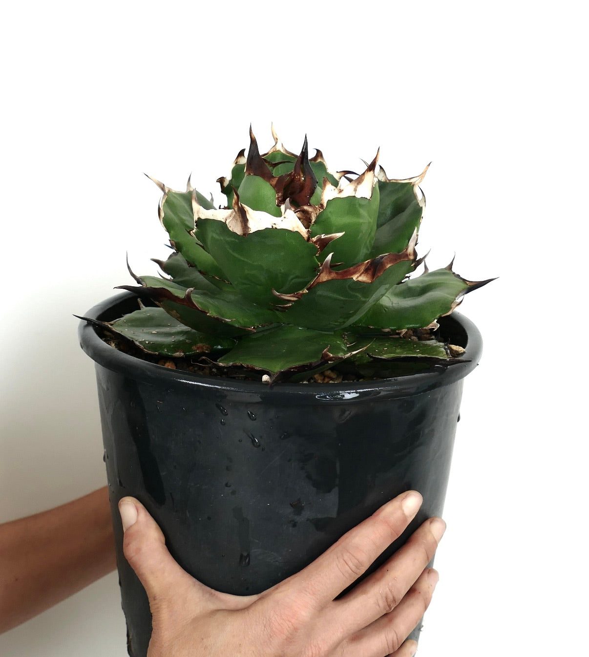 Agave titanota cv FORESTA NERA BH2 Sukkulente mit dicken grünen Blättern und dunkelbraunen Stacheln im schwarzen Topf