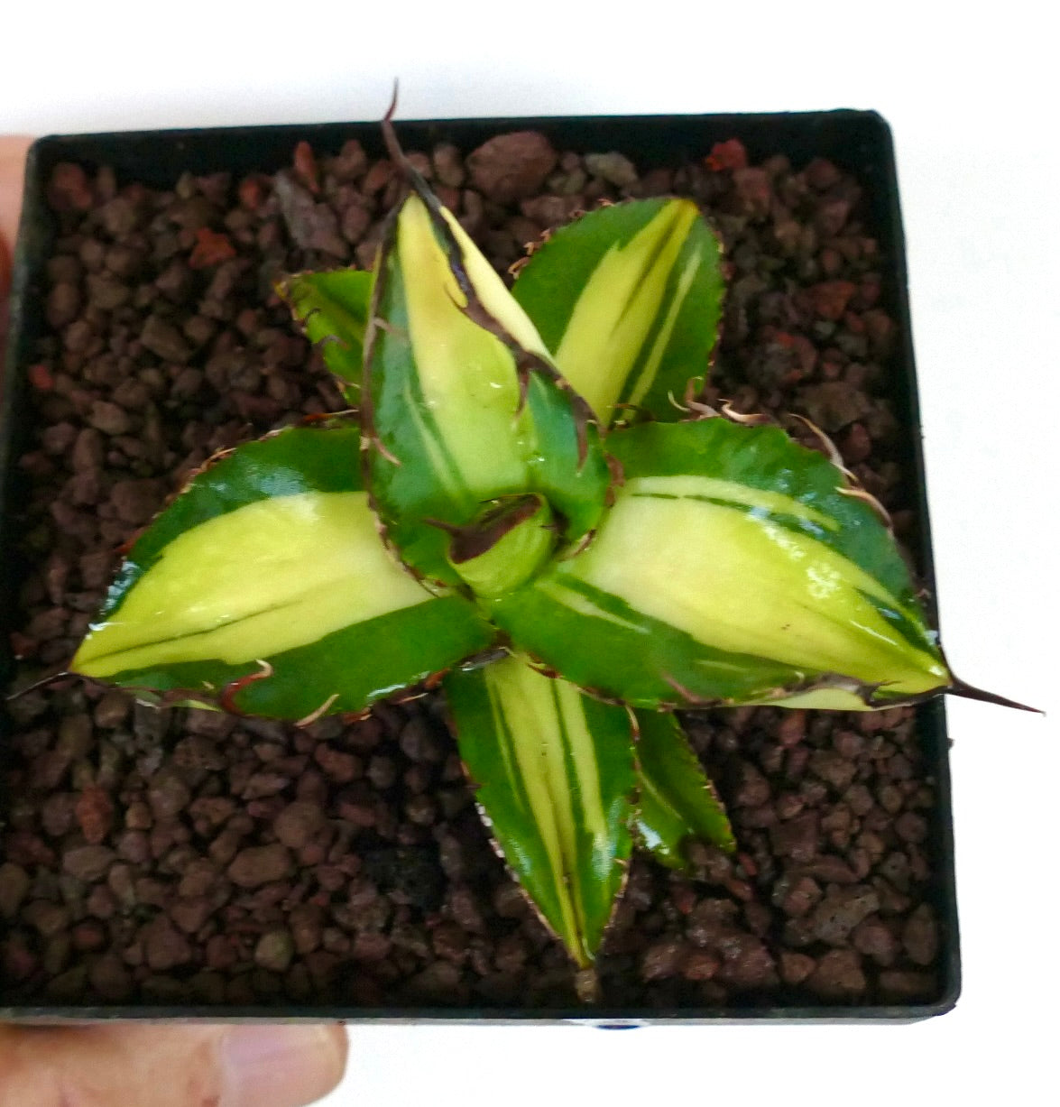 Agave titanota cv Himawari succulent with thick variegated leaves and sharp brown spines in pot