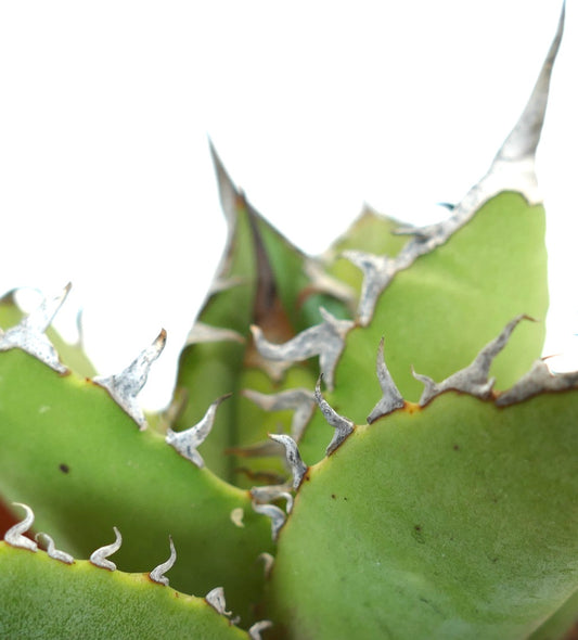 Agave titanota cv JIM CLARK succulent with thick green leaves and prominent curved spines
