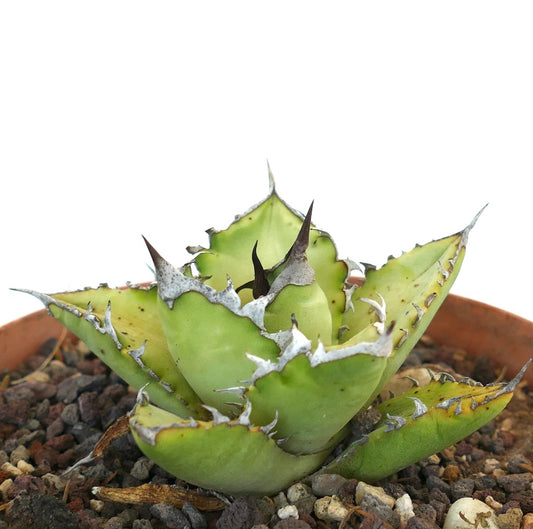 Agave titanota cv WHITE SHARK succulent with thick green leaves and prominent white margins and spines