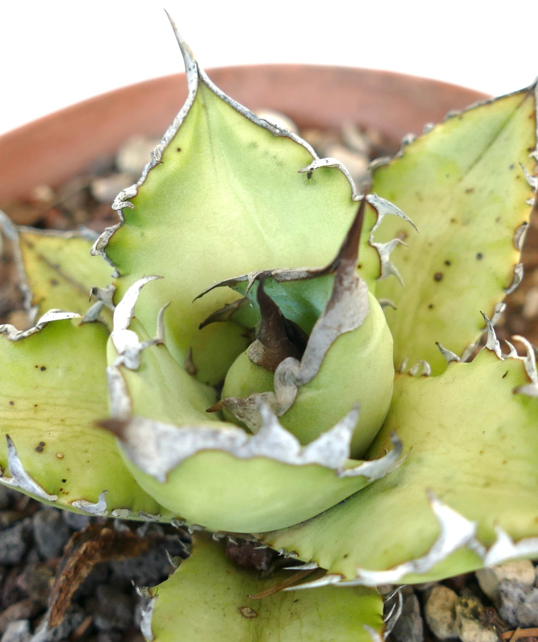 Agave titanota succulent with thick pale green leaves and prominent white spines