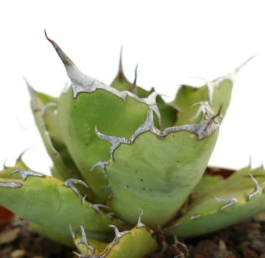 Agave titanota cv JIM CLARK compact succulent with thick green leaves and prominent gray spines