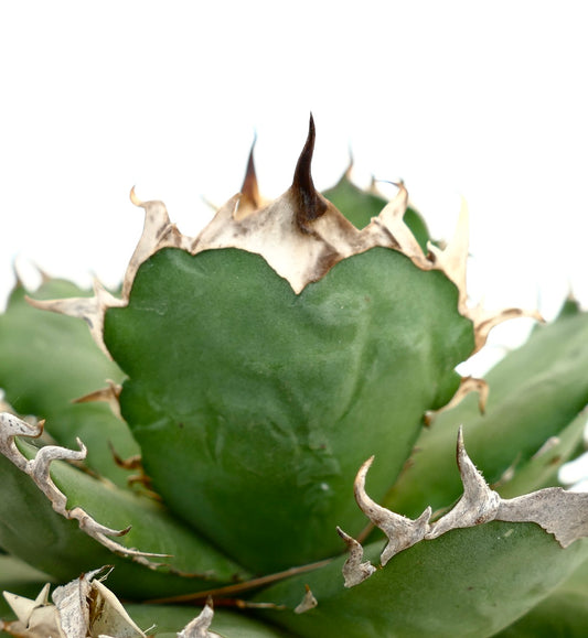 Agave titanota succulent with thick green leaves and prominent brown spines on edges