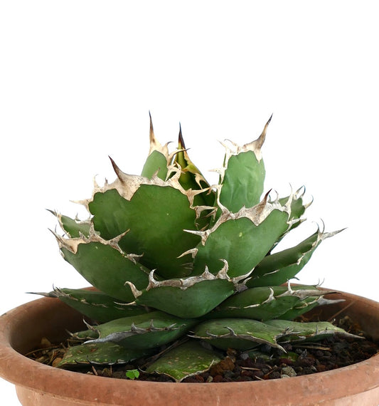 Agave titanota succulent with thick green leaves and prominent white spines in terracotta pot