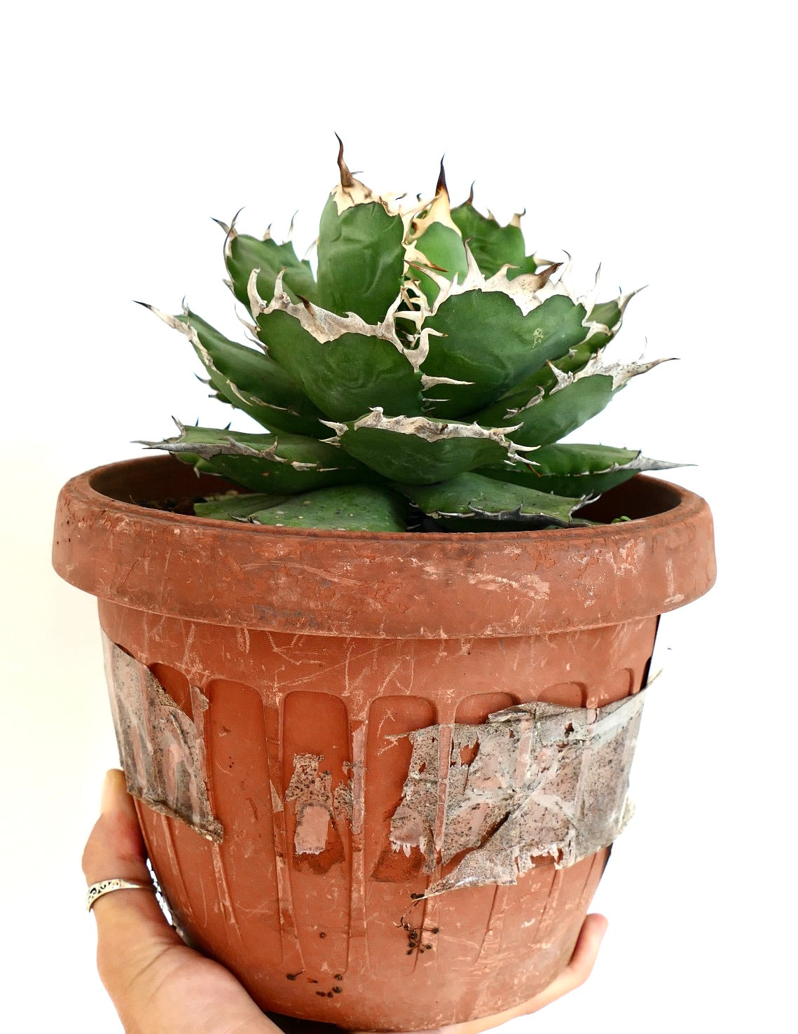 Agave titanota succulent met dikke groene bladeren en witte stekelige randen in terracotta pot