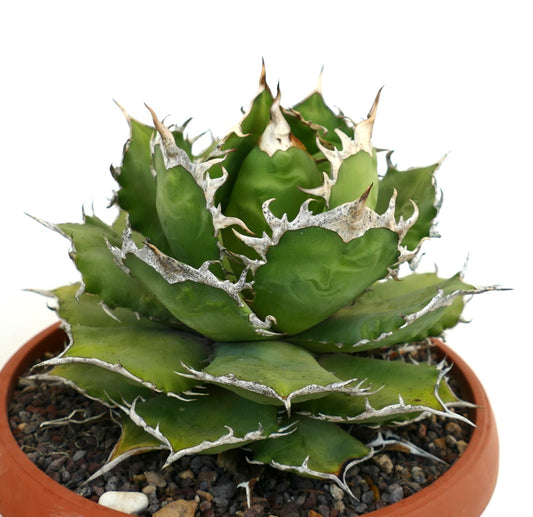Agave titanota succulent with thick green leaves and prominent white spiny edges in pot