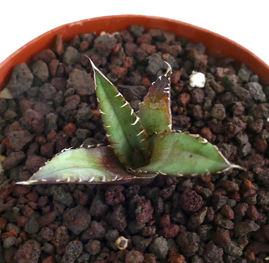 Agave titanota cv MANFREDI small succulent with thick spiny leaves and purple edges