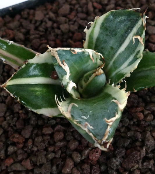 Agave titanota cv SAD Sukkulente mit dicken, buntlaubigen Blättern und gebogenen Stacheln in felsigem Boden