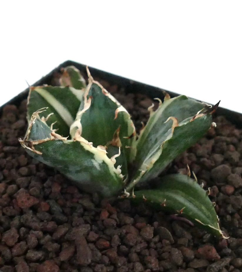 Agave titanota cv SAD succulenta con foglie spesse variegate e spine appuntite nel terreno