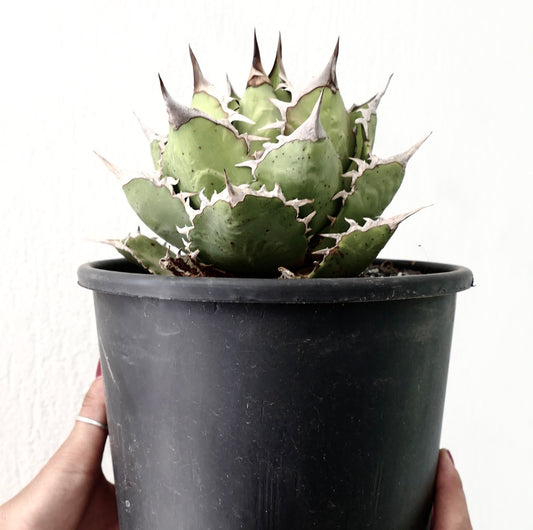 Agave titanota succulent with thick green leaves and sharp white spines in black pot