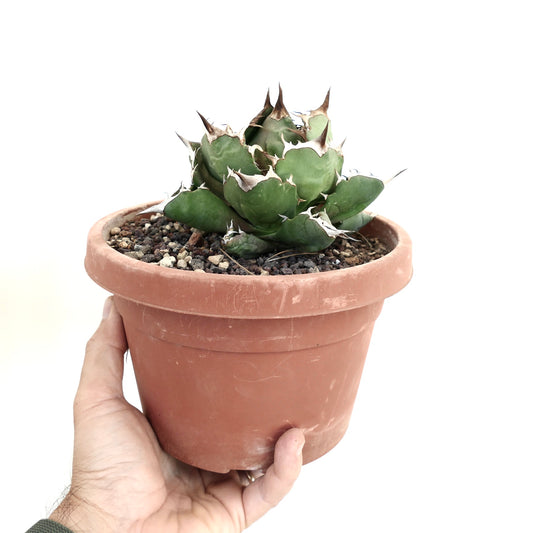 Agave titanota cv SHARK SHOUI COMPACT A6 compact succulent with thick green leaves and sharp brown spines