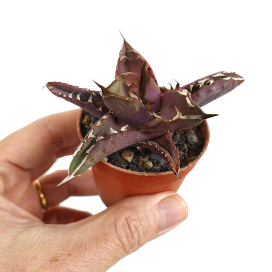 Agave titanota succulent with thick purple leaves and prominent white spines in small pot