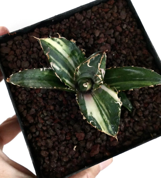 Agave titanota cv SHARK SHOUI compact succulent with variegated green and cream striped leaves and spiny edges