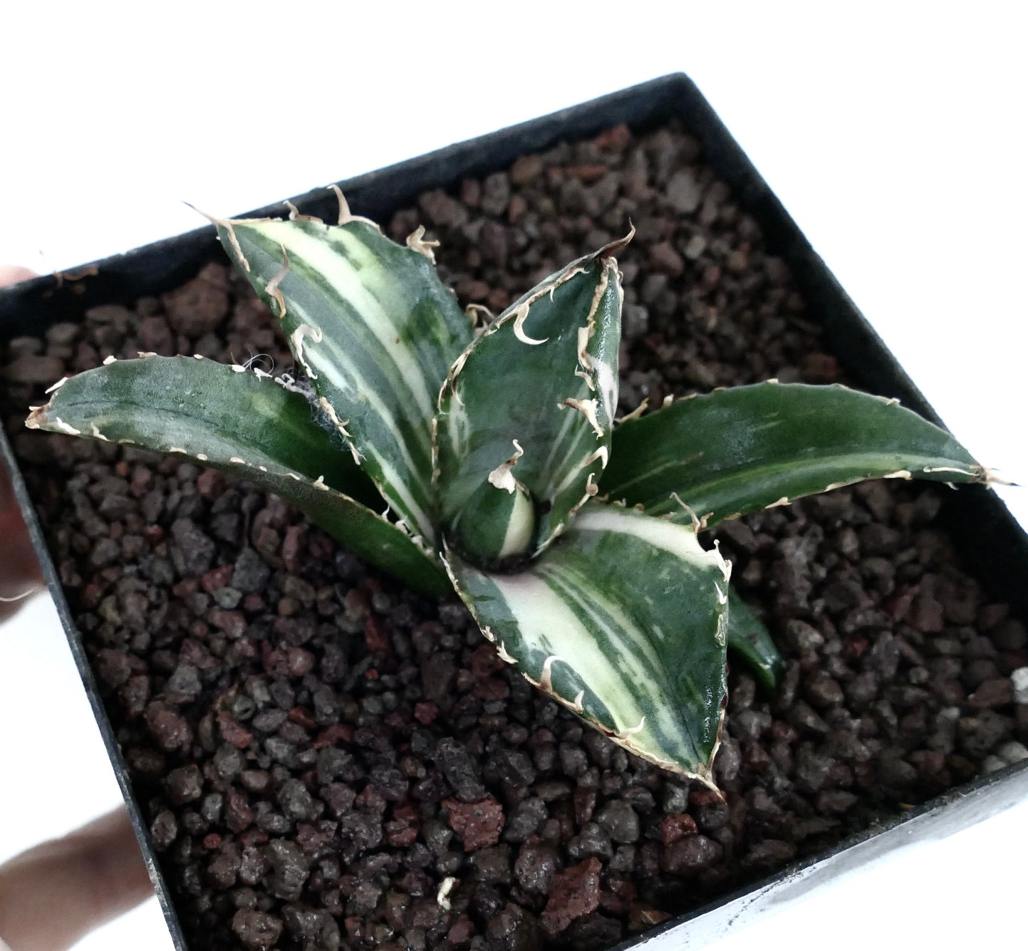 Agave titanota cv SHARK SHOUI small variegated succulent with thick spiny leaves in pot