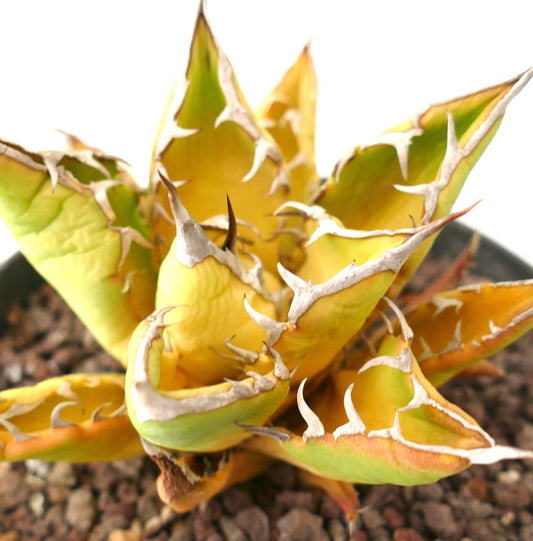 Agave titanota cv SUNSHINE suculenta con hojas puntiagudas verde amarillento y márgenes blancos prominentes