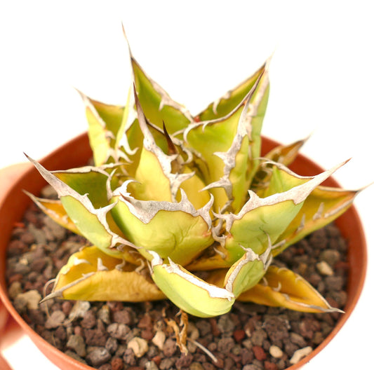 Agave titanota cv SUNSHINE suculenta con hojas gruesas verde-amarillas y espinas blancas prominentes en maceta