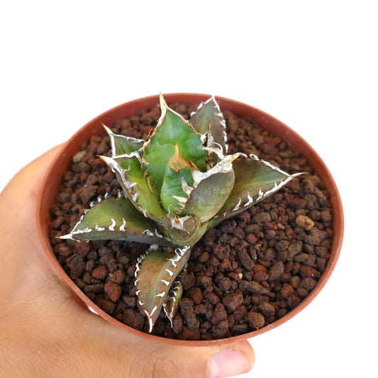 Suculenta Agave titanota con hojas gruesas y espinosas y dientes blancos marginales en maceta