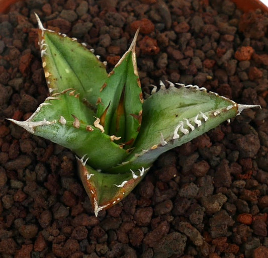 Agave titanota succulent with thick spiny leaves and white marginal teeth in rocky soil