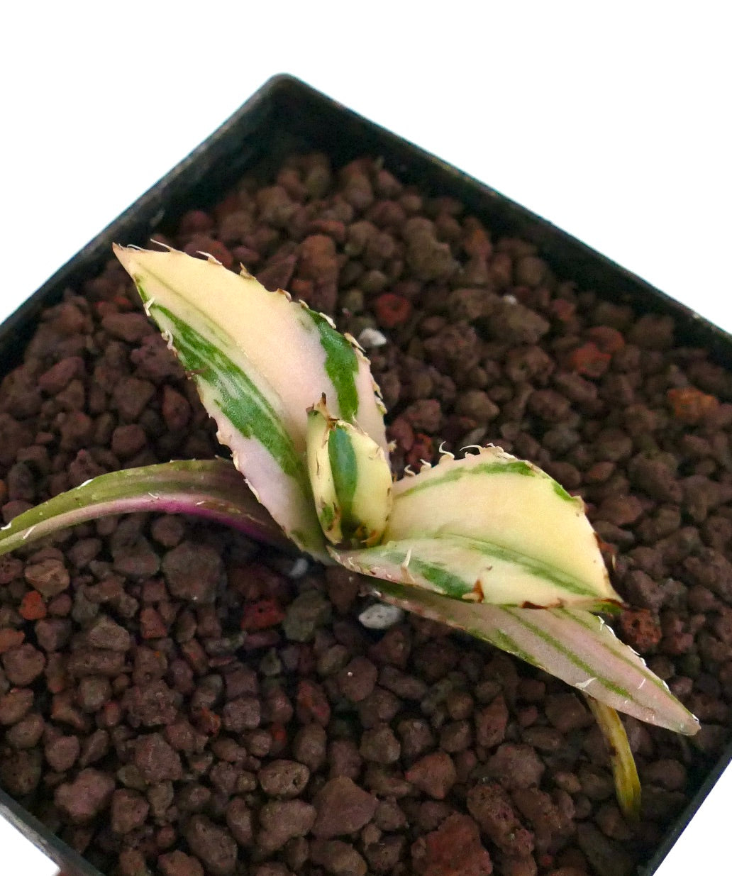 Agave titanota cv TIGER SHARK small variegated succulent with cream and green leaves and spiny edges