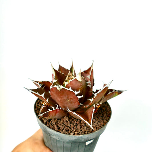 Agave titanota cv VESUVIO ERUPTION suculenta con hojas rojizas y espinas blancas prominentes en maceta