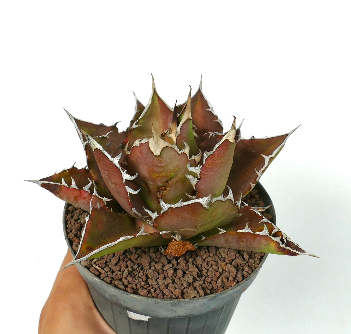 Agave titanota cv VESUVIO ERUPTION succulent with thick spiny reddish-green leaves and white margins