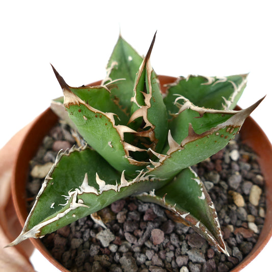 Agave titanota cv WATANABE suculenta con hojas verdes gruesas y espinas internas prominentes en maceta