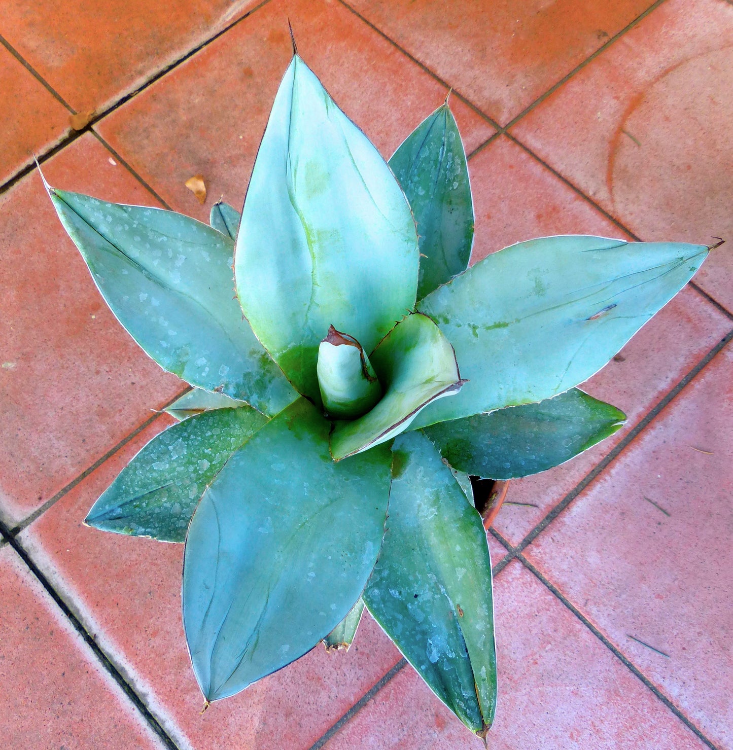 Agave titanota cv WHITE ICE succulent with broad blue-green leaves and sharp spines