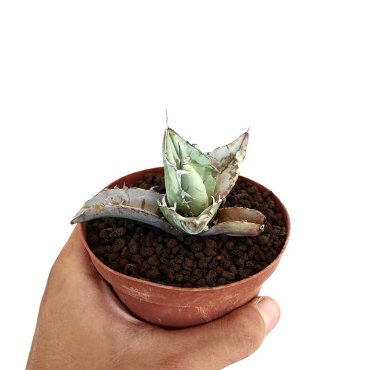 Agave titanota pequeña suculenta con hojas gruesas y espinosas variegadas en maceta de terracota